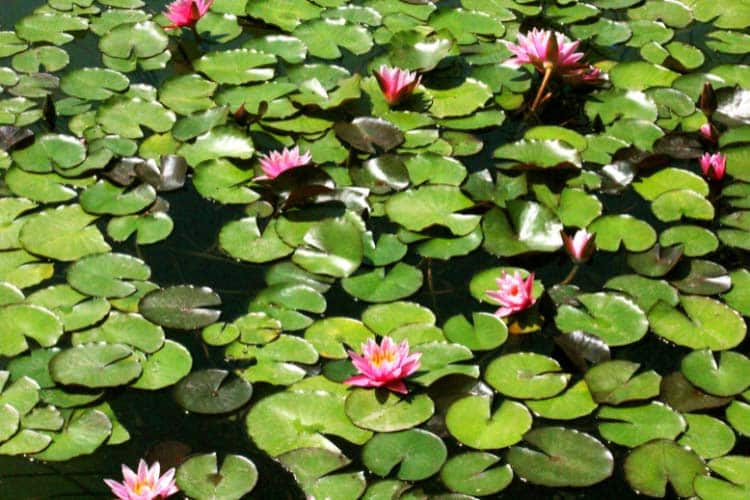 Floating decor brings a sense of luxury to your pond