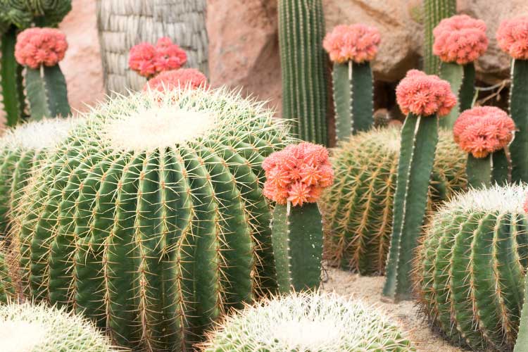 These varieties will turn your space into vibrant displays