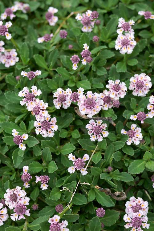 low growing ground cover that transforms a dull garden into a tropical oasis in no time