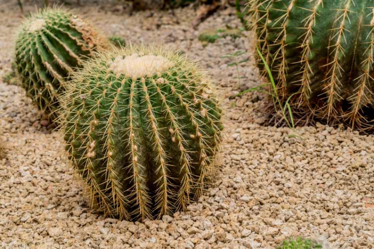 you reduce the chances of water pooling around the roots of your cacti