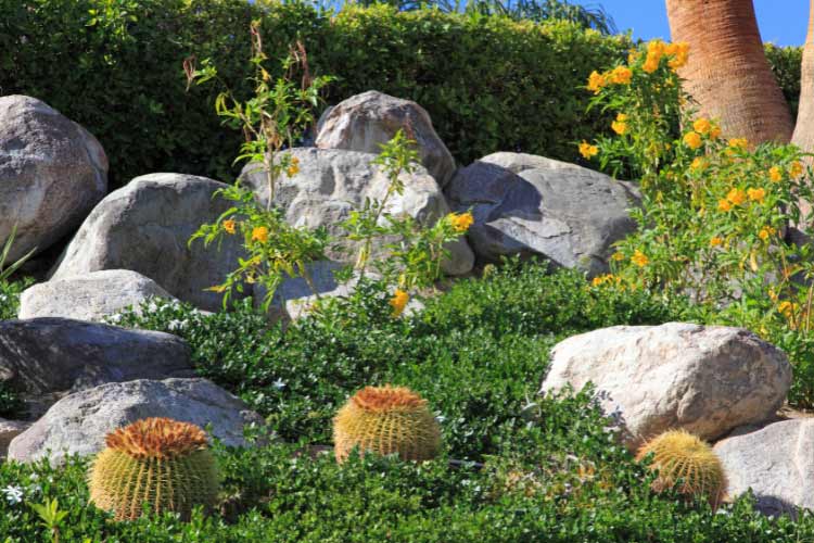 Incorporate ground cover into your cactus garden to prevent bare soil from ruining the look