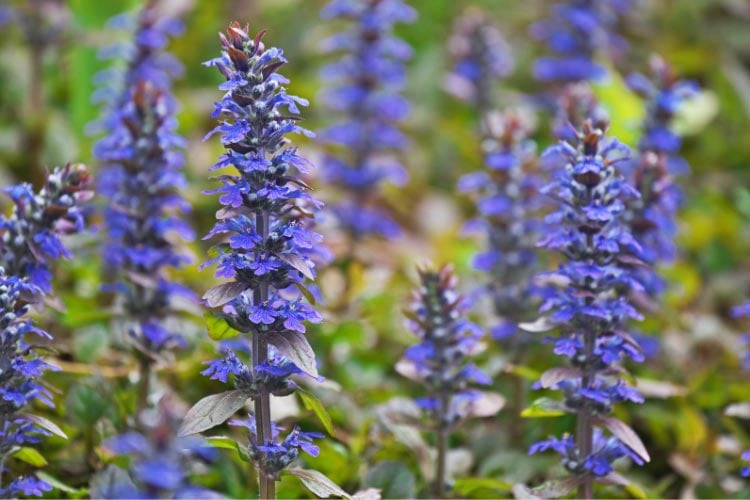 they can make a huge difference in driveway landscaping