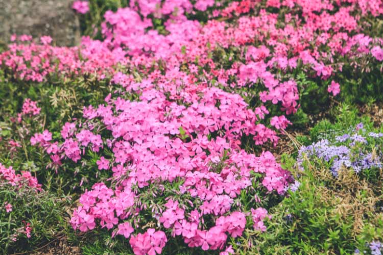 The best part is that ground cover is cheap