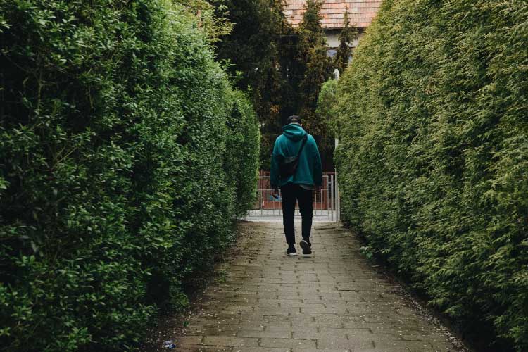 hedges increase your curb appeal by adding some greenery to your sidewalk