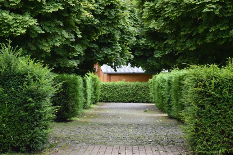 Hedges combine beauty with function because they act as natural walls
