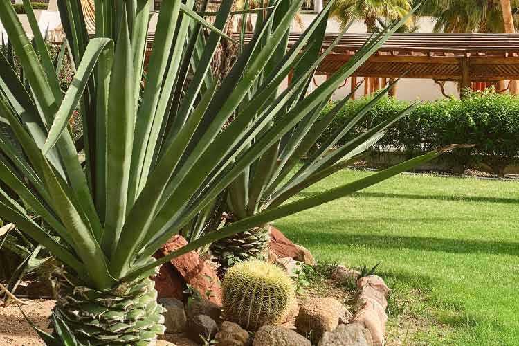 large agave varieties can all serve as living structures