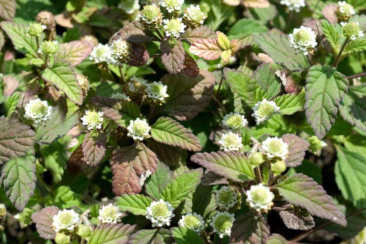 It produces tiny white or lavender flowers throughout the growing season