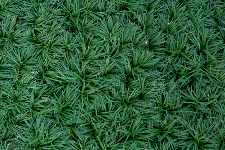 Ground cover is often overlooked when it comes to cheap tropical backyard landscaping ideas