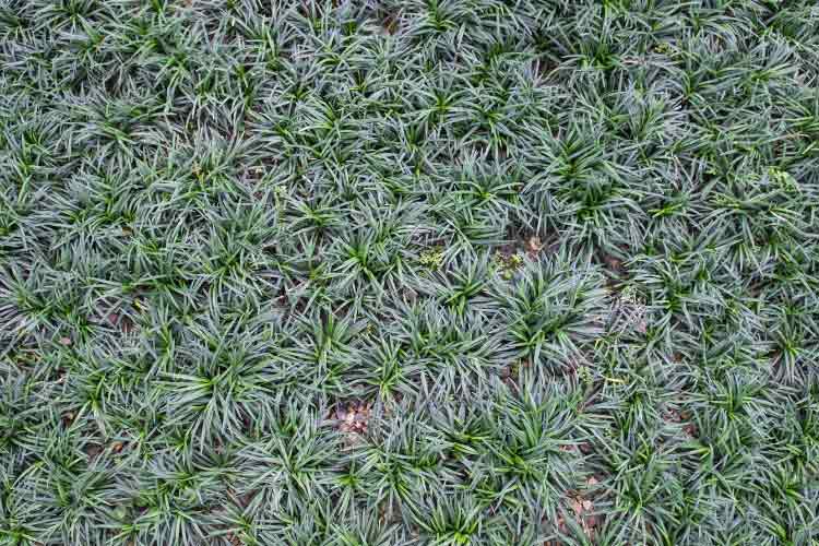 Mondo grass is very versatile