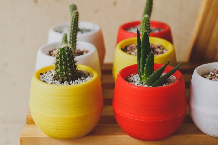 The brighter colors will highlight the natural green tones of the cacti