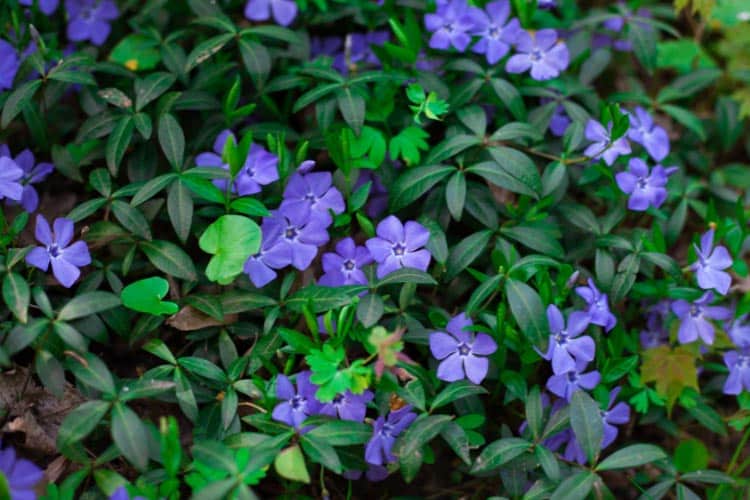 The glossy evergreen leaves and colorful blooms match the tropical vibe