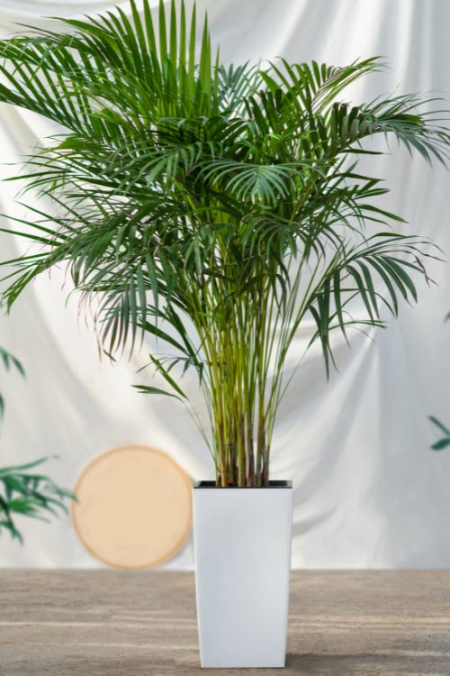 tropical backyard landscaping ideas that can capture that tropical feeling like potted palms