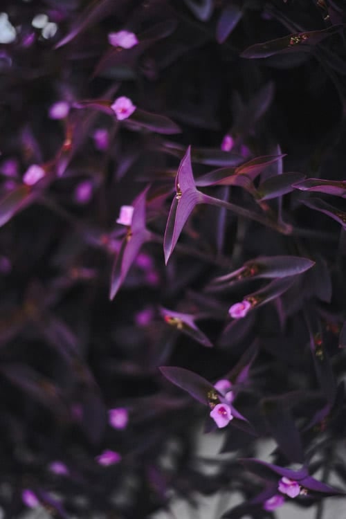 perfect for your tropical garden