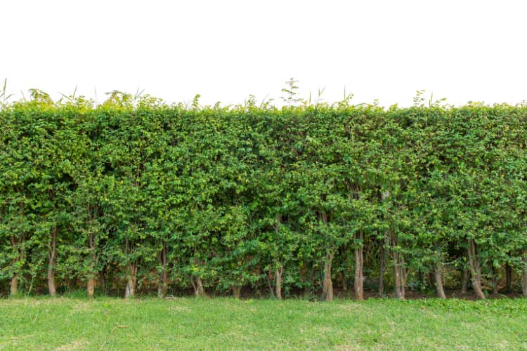 It also provides a natural and integrated feel that does not cost a fortune