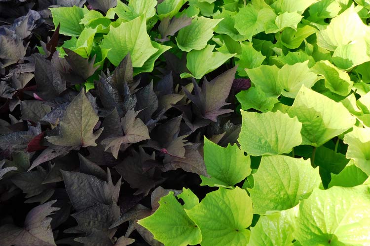 perfect for a tropical ground cover option