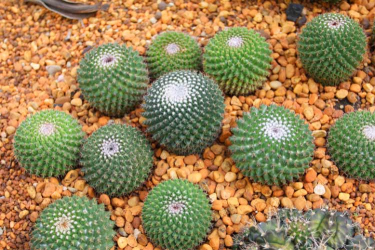 symmetry and repetition can elevate your garden with a sense of order and elegance