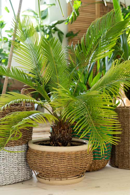 tall potted trees may be one of the easiest and most affordable