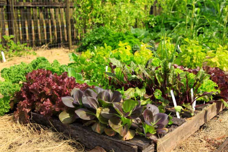 Terraced vegetable gardens are one of the most rewarding terraced landscaping ideas