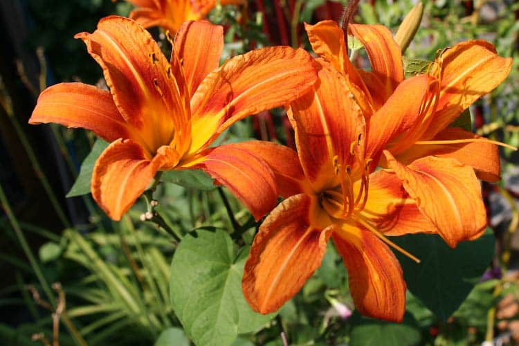 vibrant flower varieties are inexpensive and easy to grow