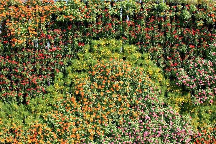 Vertical greenery softens fences or walls