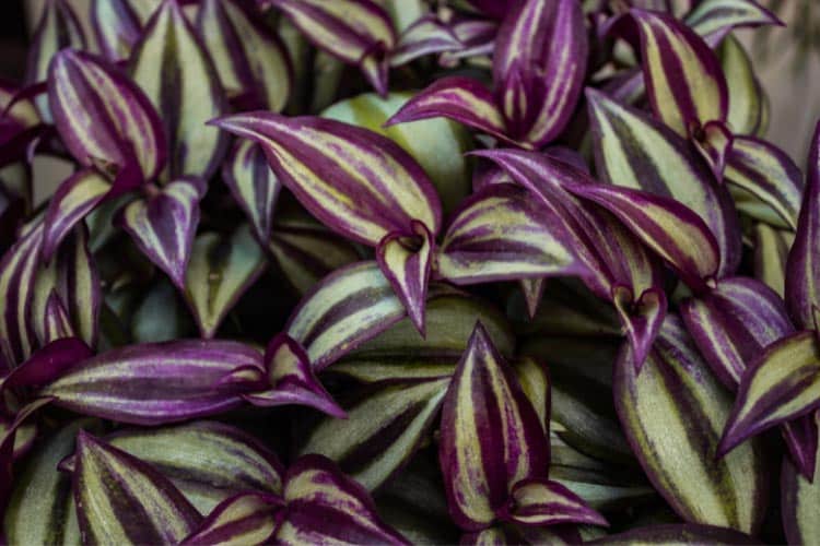 The plant has vibrant striped leaves that are green and purple with silvery accents