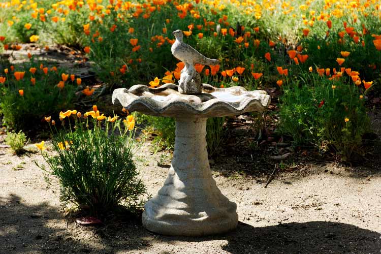 serene sound of trickling water and the rugged dry landscape