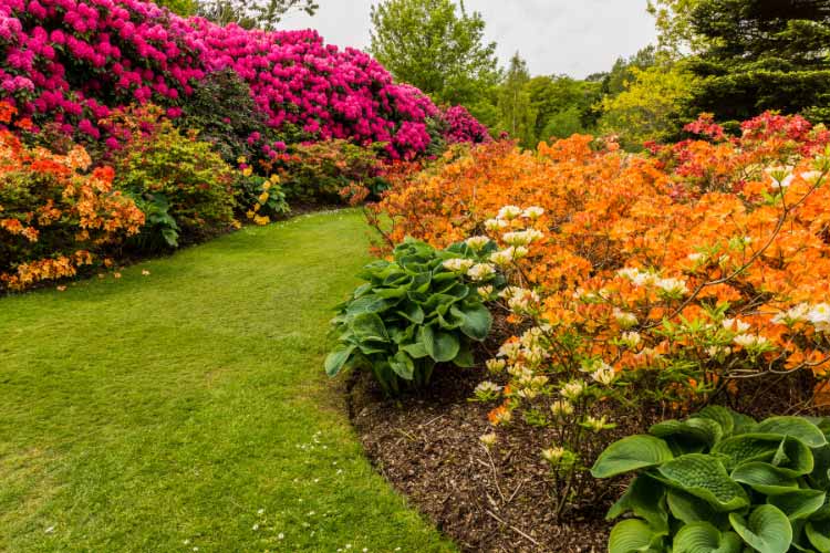 Mixed plantings attract pollinators to boost diversity in your garden