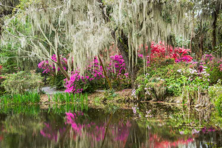 have an attractive calming sensory experience