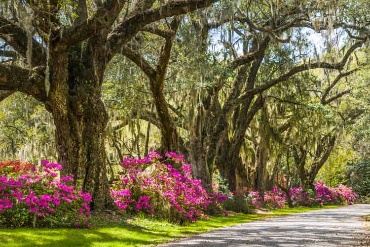 Azaleas add life to the bare areas under trees