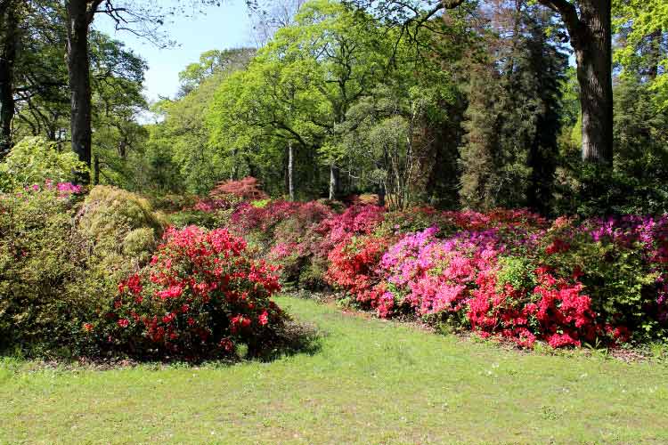 Azaleas are more effective at creating a vibrant seasonal display than plain green shrubs