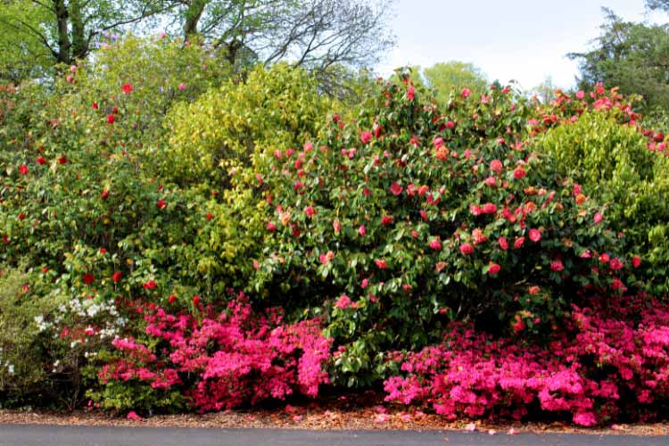 many azalea landscaping ideas for a burst of color incorporate other plants to let them shine