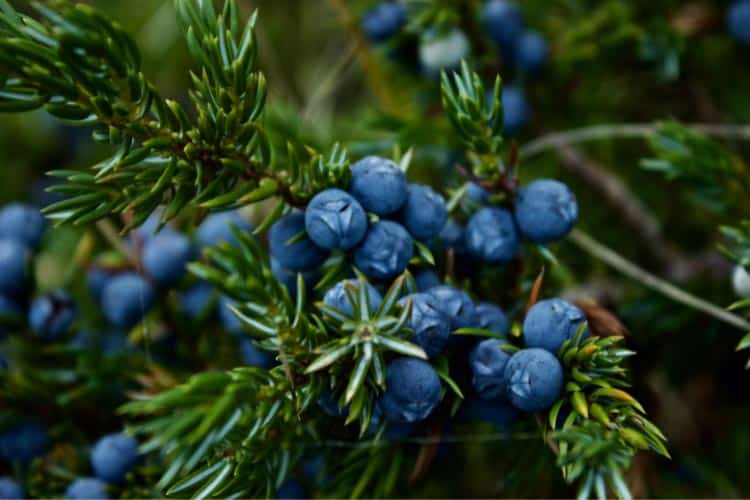 The best part is that dwarf evergreens adapt well to container plants too