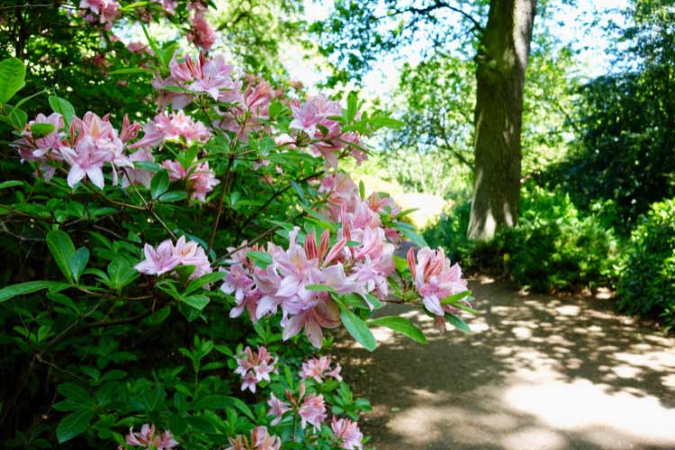 evergreen flowering shrubs are invaluable in shady landscapes