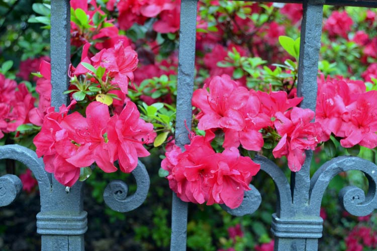 living feature by lining your fencing with azaleas that will add a seasonal show of blooms as well as extra privacy