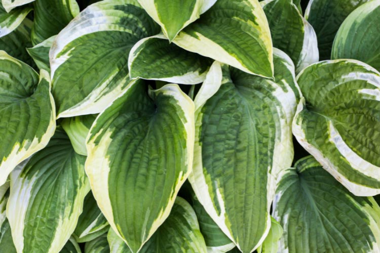 Hostas serve their purpose of filler or background plants well