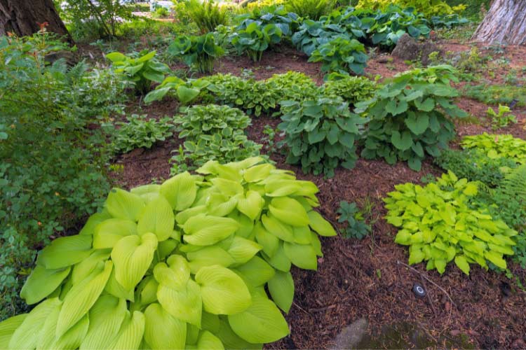 Some beautiful hosta landscaping ideas are plain and simple