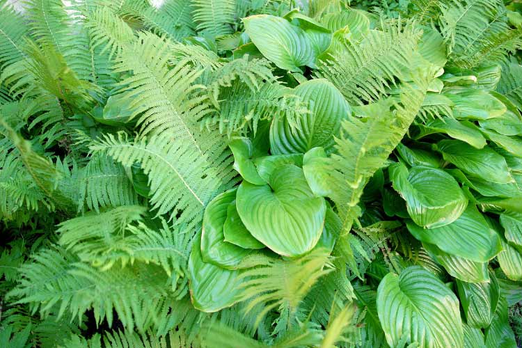 Ferns and hostas go together like bees and pollen