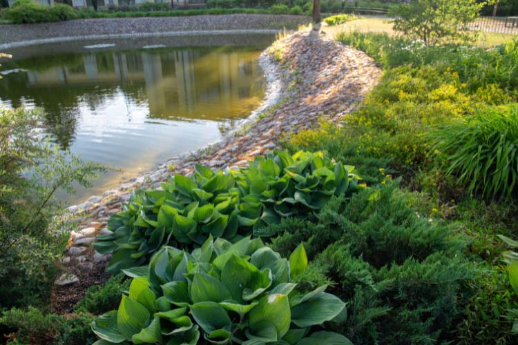 enhance their beauty even further if you surround them with hostas