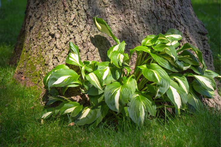 Scatter the hostas in irregular groupings instead of strict circles or rows for a natural look