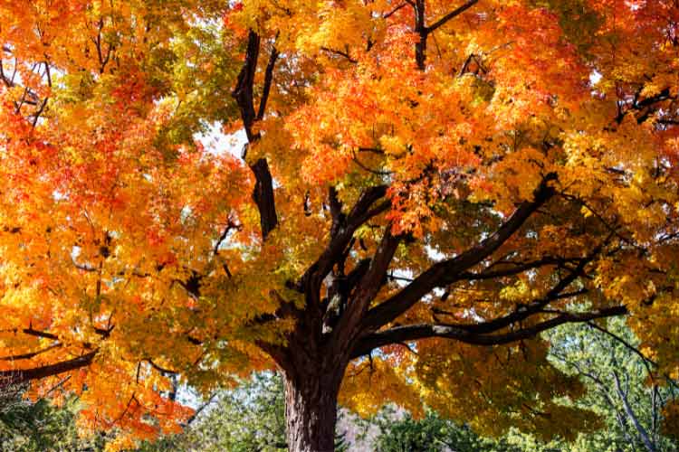 Anchor your circular driveway with a large statement tree