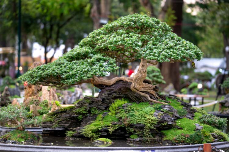 A zen garden provides a serene focal point that invites reflection