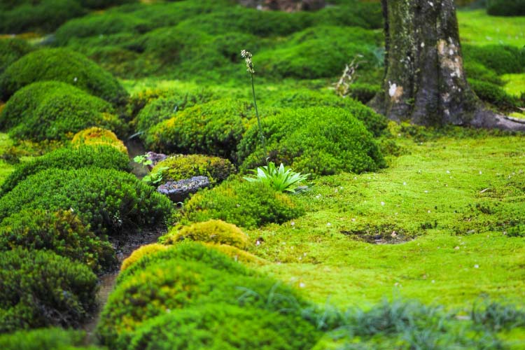 Moss gardens are a unique replacement if you have got shady areas where grass simply refuses to grow