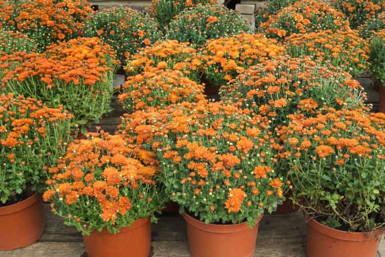 Potted plants may not be your first choice when it comes to circle driveway landscaping ideas that add style