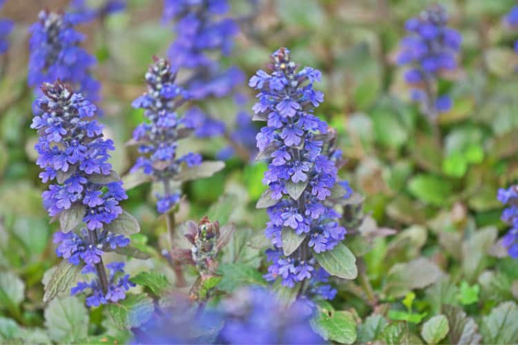 Groundcovers prevent erosion and reduce the need for weeding