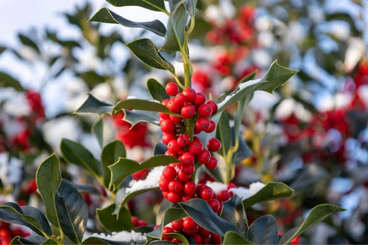 happy appearance through the cold parts of the year