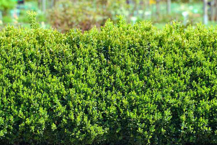 Boxwood is one of the most timeless shrubs