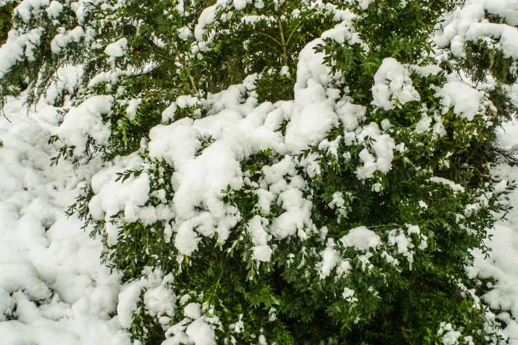 You can prune them to create formal shapes or topiary designs