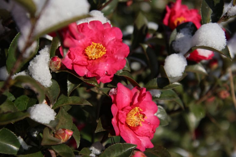 Camellia has got deep green and glossy leaves that stay gorgeous throughout winter