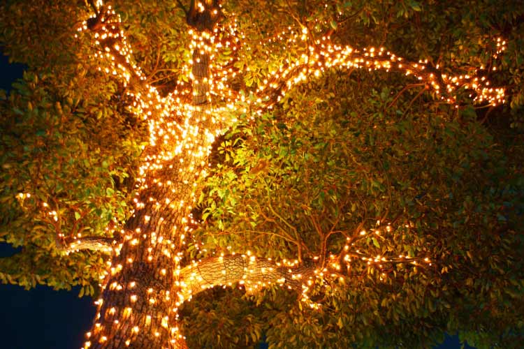 Decorative lighting can provide that extra touch that illuminates your garden
