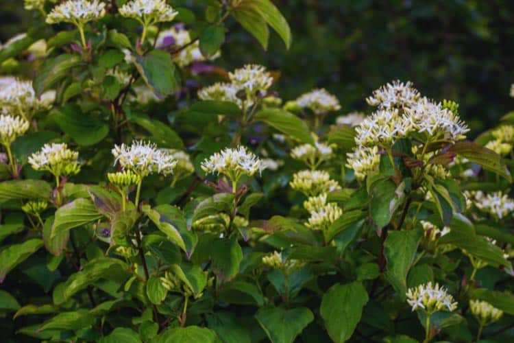Dogwood shrubs have the most striking bark and vibrant foliage that turn fiery red or orange in autumn months
